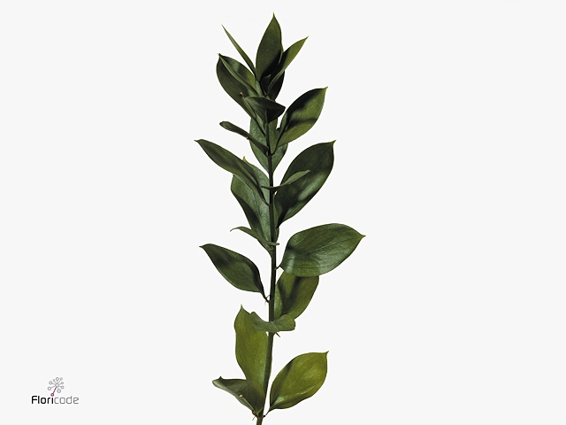 Ruscus Hypophyllum 60