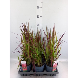 Imperata cylindrica 'Red Baron'