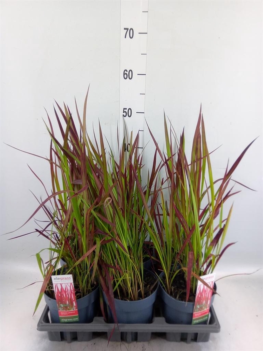 <h4>Imperata cylindrica 'Red Baron'</h4>