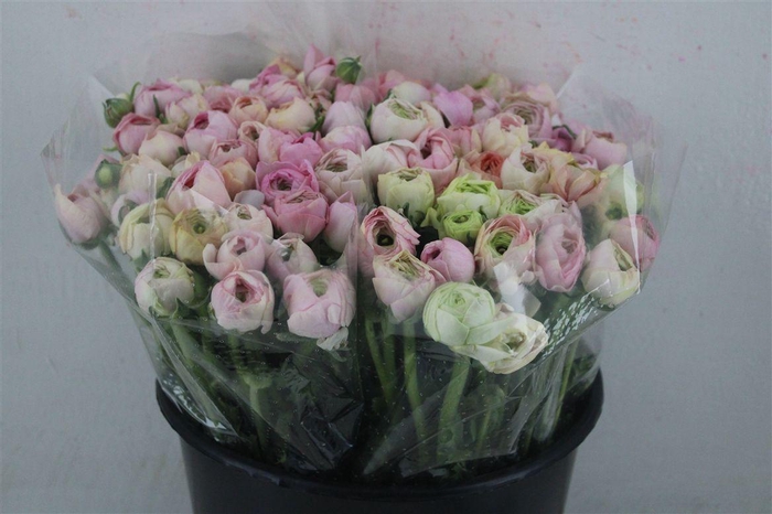 <h4>Ran Elegance Pastel</h4>