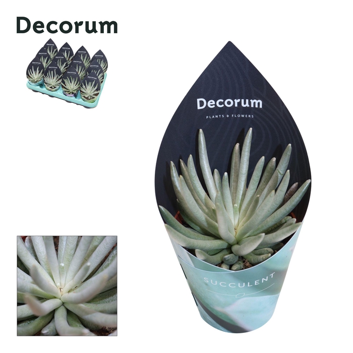 <h4>Senecio Scaposus (Decorum)</h4>