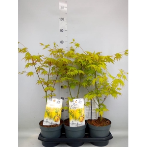 Acer palmatum 'Orange Dream'