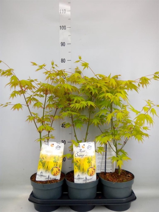 <h4>Acer palmatum 'Orange Dream'</h4>
