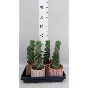 Cereus   ...