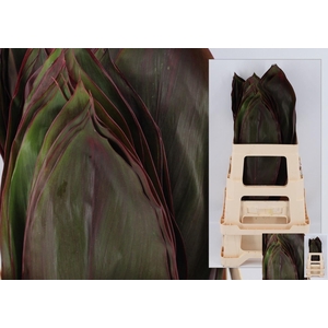 DECOGROEN GROOT BLAD