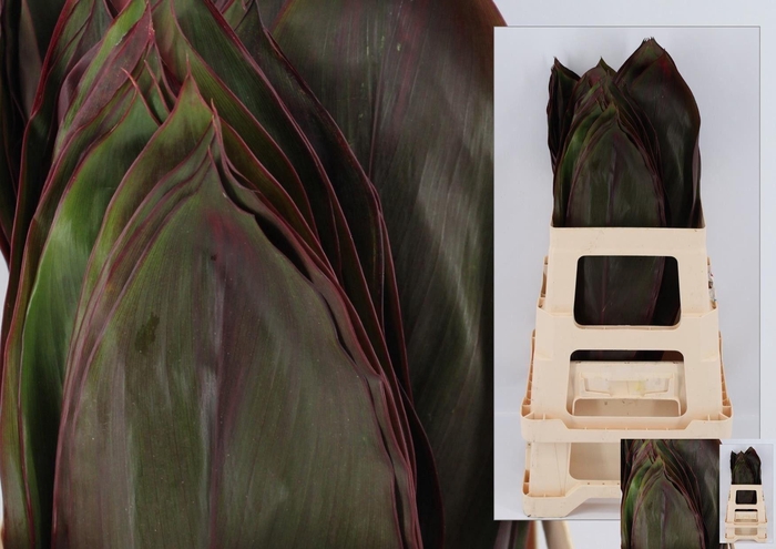 <h4>DECOGROEN GROOT BLAD</h4>