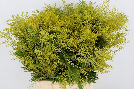 ACACIA DEALBATA BS