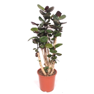 Polyscias Fabian