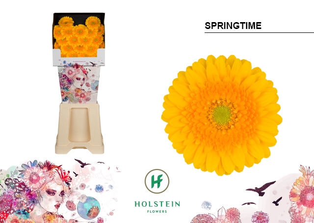 <h4>Germini Springtime Diamond</h4>