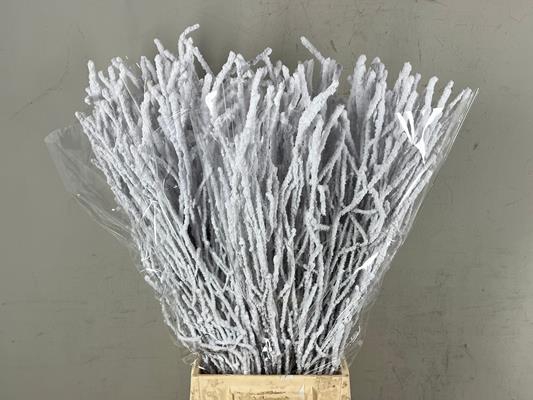 <h4>Betula Bs Snow</h4>