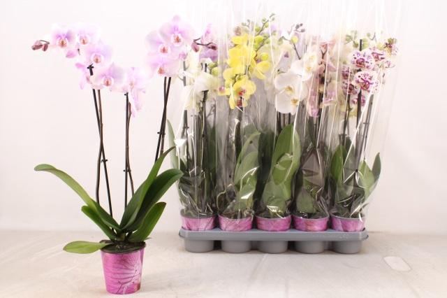 <h4>PHAL GEM 5 KL</h4>