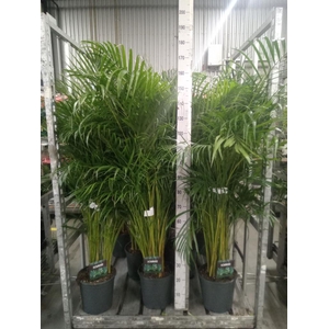 Dypsis lutescens   ...Chrysalidoca