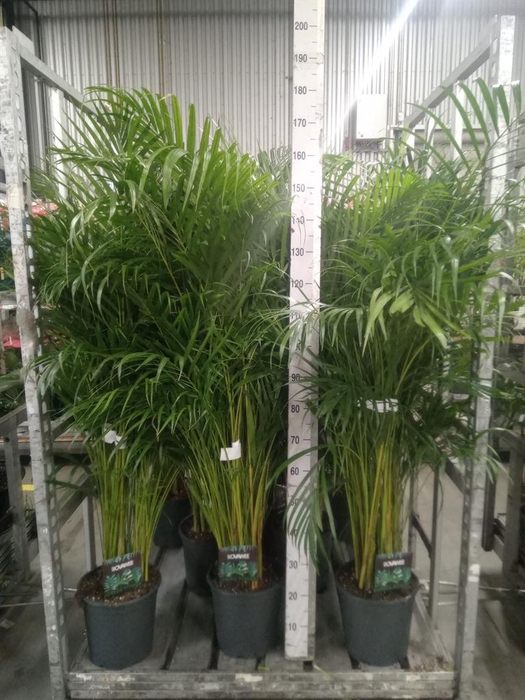 <h4>Dypsis lutescens   ...Chrysalidoca</h4>