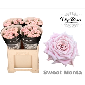 R KL SWEET MENTA x40 588