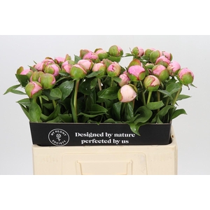Paeonia Angel Cheeks