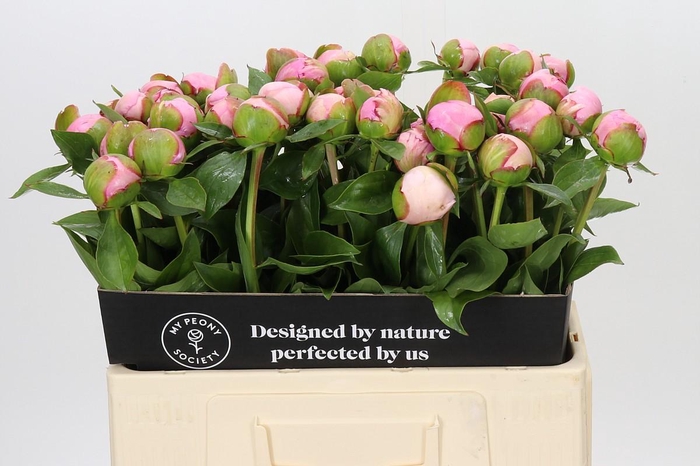 <h4>Paeonia Angel Cheeks</h4>