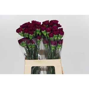 Dianthus St Yukari Violet