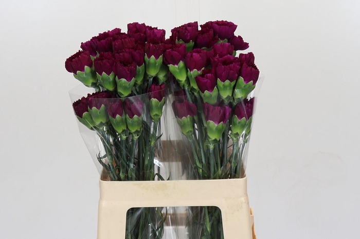 <h4>Dianthus St Yukari Violet</h4>