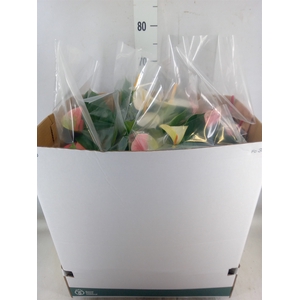 Anthurium   ...mix
