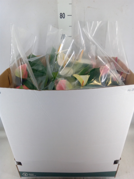 <h4>Anthurium   ...mix</h4>