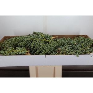 Datteri Lago Box X 10kg