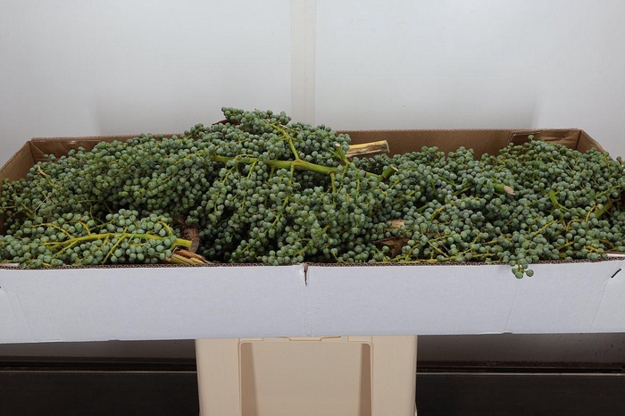 <h4>Datteri Lago Box X 10kg</h4>