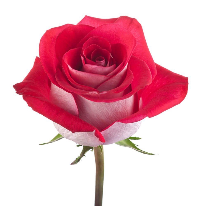 <h4>R GR BLUEZ+</h4>