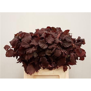 CORYLUS AVELLANA ROTE ZELLERNUSS