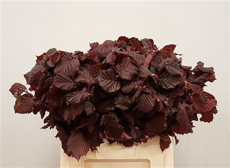 <h4>CORYLUS AVELLANA ROTE ZELLERNUSS</h4>
