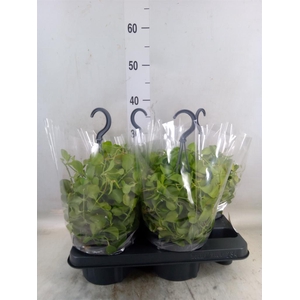 Dischidia platyphylla