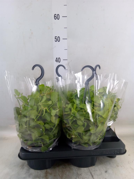 <h4>Dischidia platyphylla</h4>