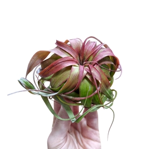 Tillandsia Eric Knobloch