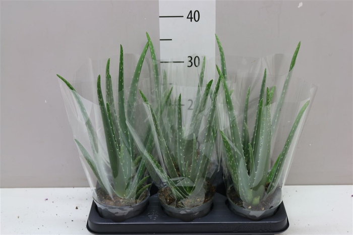<h4>Aloe Vera</h4>