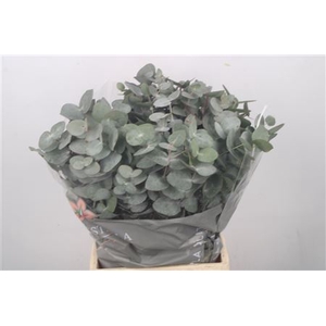 Euc Cinerea Per Bunch 150 Gram Extra