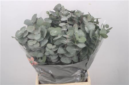 <h4>Euc Cinerea Per Bunch 150 Gram Extra</h4>