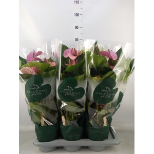 Anthurium andr. 'Cavalli'
