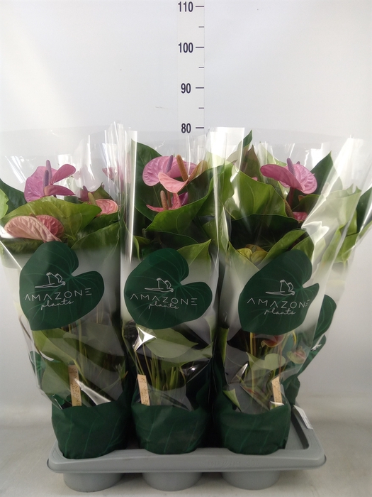 <h4>Anthurium andr. 'Cavalli'</h4>