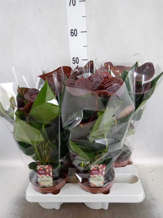 Anthurium andr. 'Essencia'