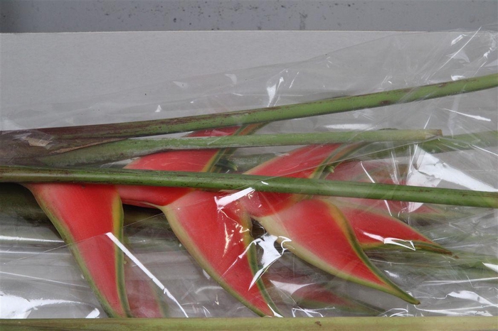 <h4>Helic Wa Red Jewel</h4>