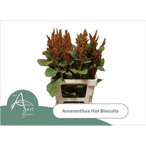 Amar Cr Hot Biscuits