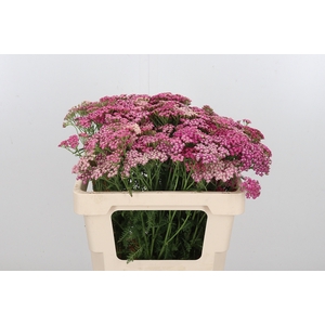 Achillea Bianca Classic