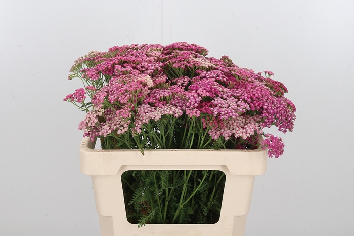 <h4>Achillea Bianca Classic</h4>