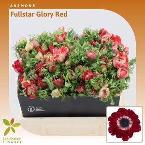Anemone Fullstar Glory Red