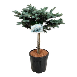 Picea pung. 'Glauca Globosa'