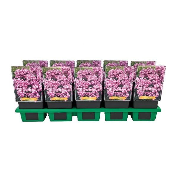 <h4>Phlox Paniculata Grp 'Little Boy' P11</h4>