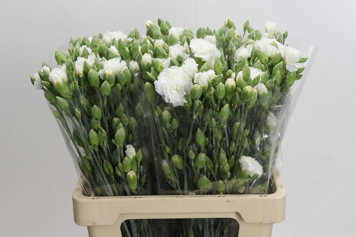 <h4>Dianthus Sp Albatros</h4>