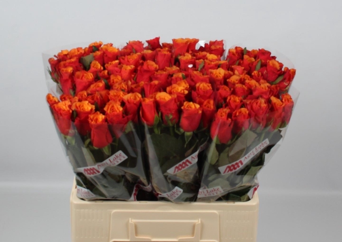 <h4>R GR ESPANA@</h4>