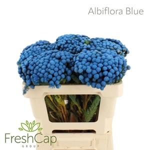 Albiflora Blue