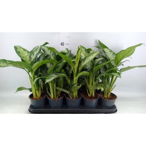 Aglaonema KB 'Jubilee'