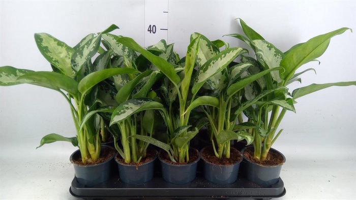 <h4>Aglaonema KB 'Jubilee'</h4>